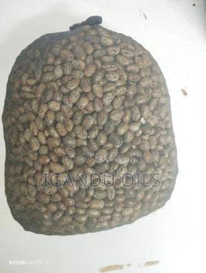 Castor Oil Seeds - thumbnail 2
