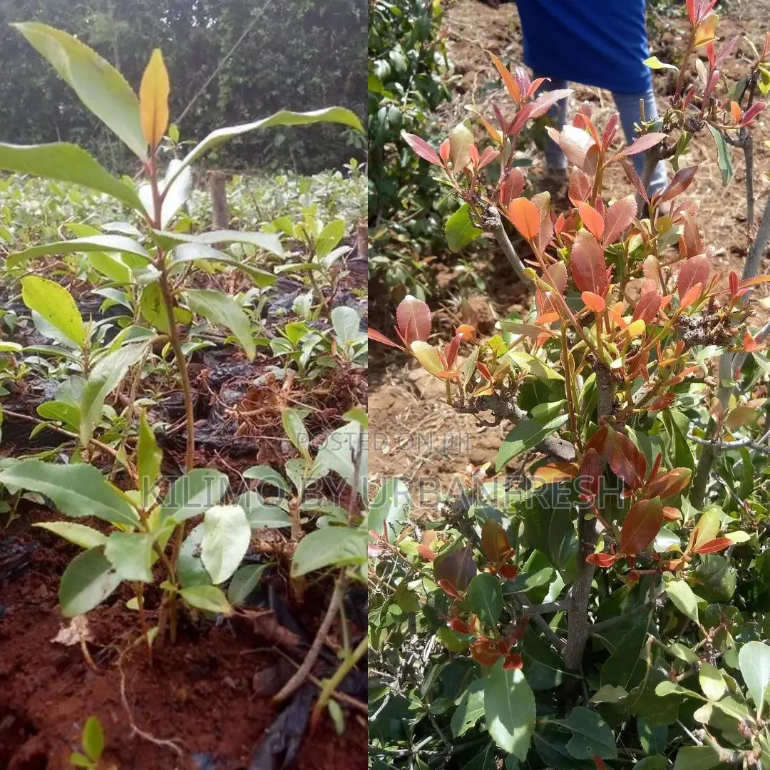 Muguka Tree Seedlings 100 Seedlings Per Order
