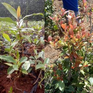 Muguka Tree Seedlings 100 Seedlings Per Order - thumbnail 2