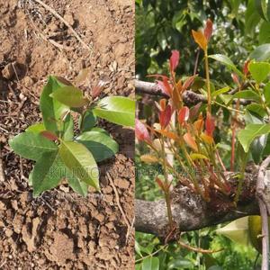 Muguka Tree Seedling Moq KSHS 3000 - thumbnail 2