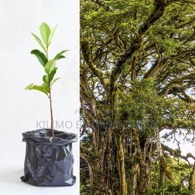 Mugumo Tree Seedling Moq KSHS 500 - main view