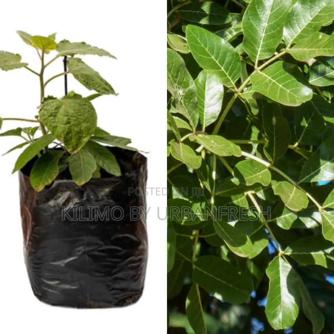 Muratina (African Sausage) Tree Seedling