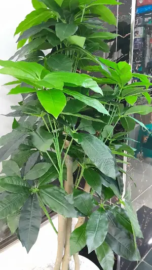 Avacado Plant Alone KSH 6500