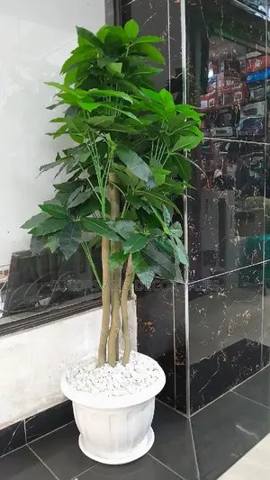 Avacado Plant Plant