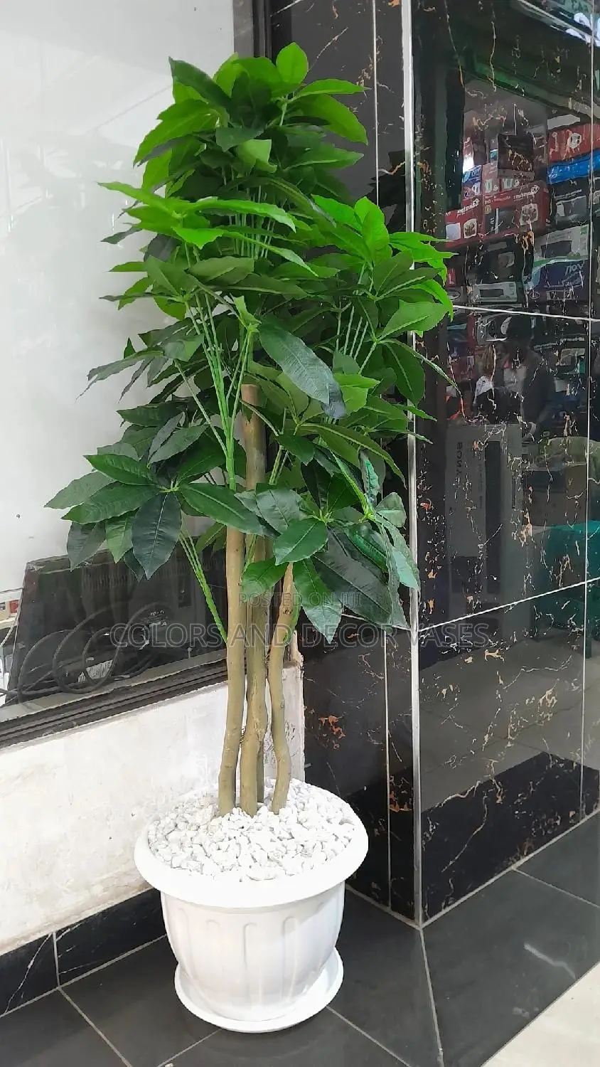 Avacado Plant Plant
