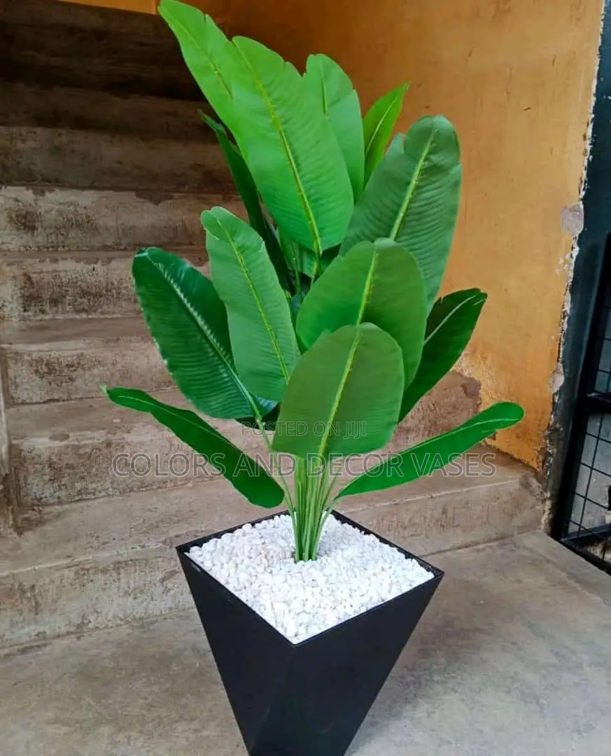 Banana Plant With Vase Plus Pebble Stones