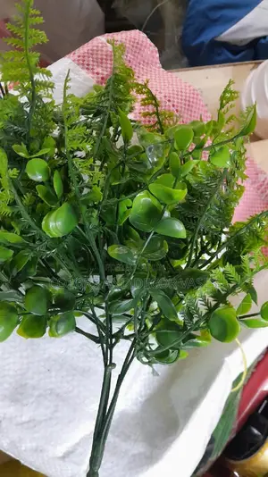 Green Eucalyptus Flowers KSH 400 a Bunch