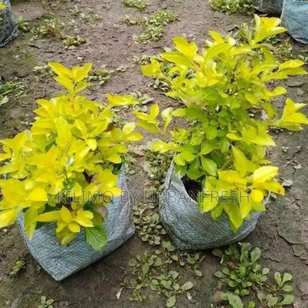 Duranta Flower Seedling Bunch of 25.