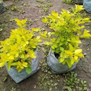 Duranta Flower Seedling Bunch of 25. - thumbnail 2