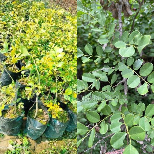 Delbergia Melanoxylon Tree Seedling - main view