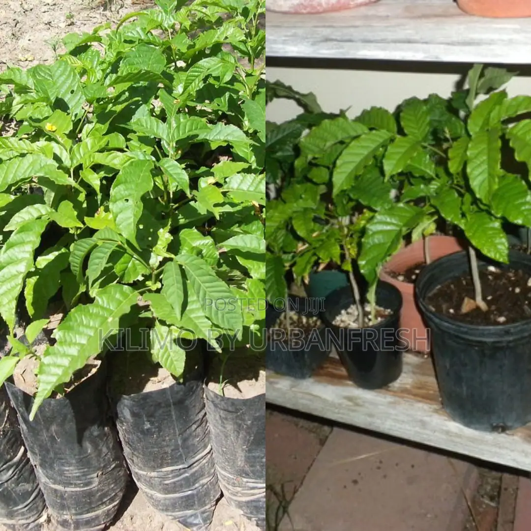 Makhamia Lutea Tree Seedling