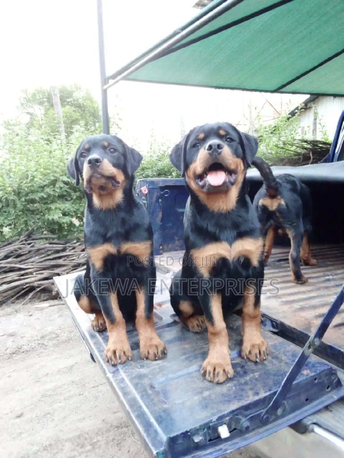 3-6 months Male Purebred Rottweiler
