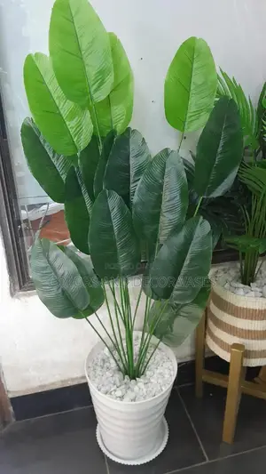 Banana Plant Artificial With Vase and Pebble Stones 3,000ksh