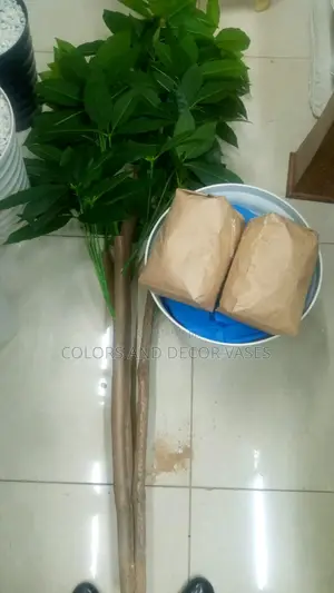 Avocado Plant With Vase and Pebble Stones