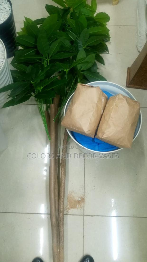 Avocado Plant With Vase and Pebble Stones