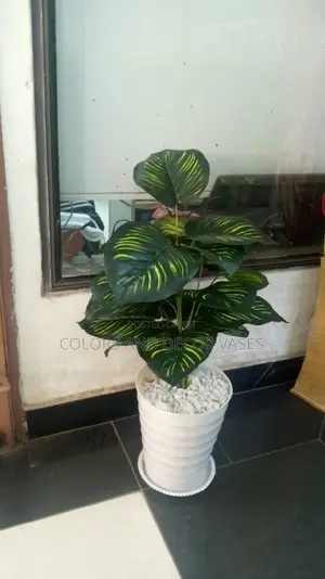 Stripped Plant With Vase and Pebble Stones on Offer