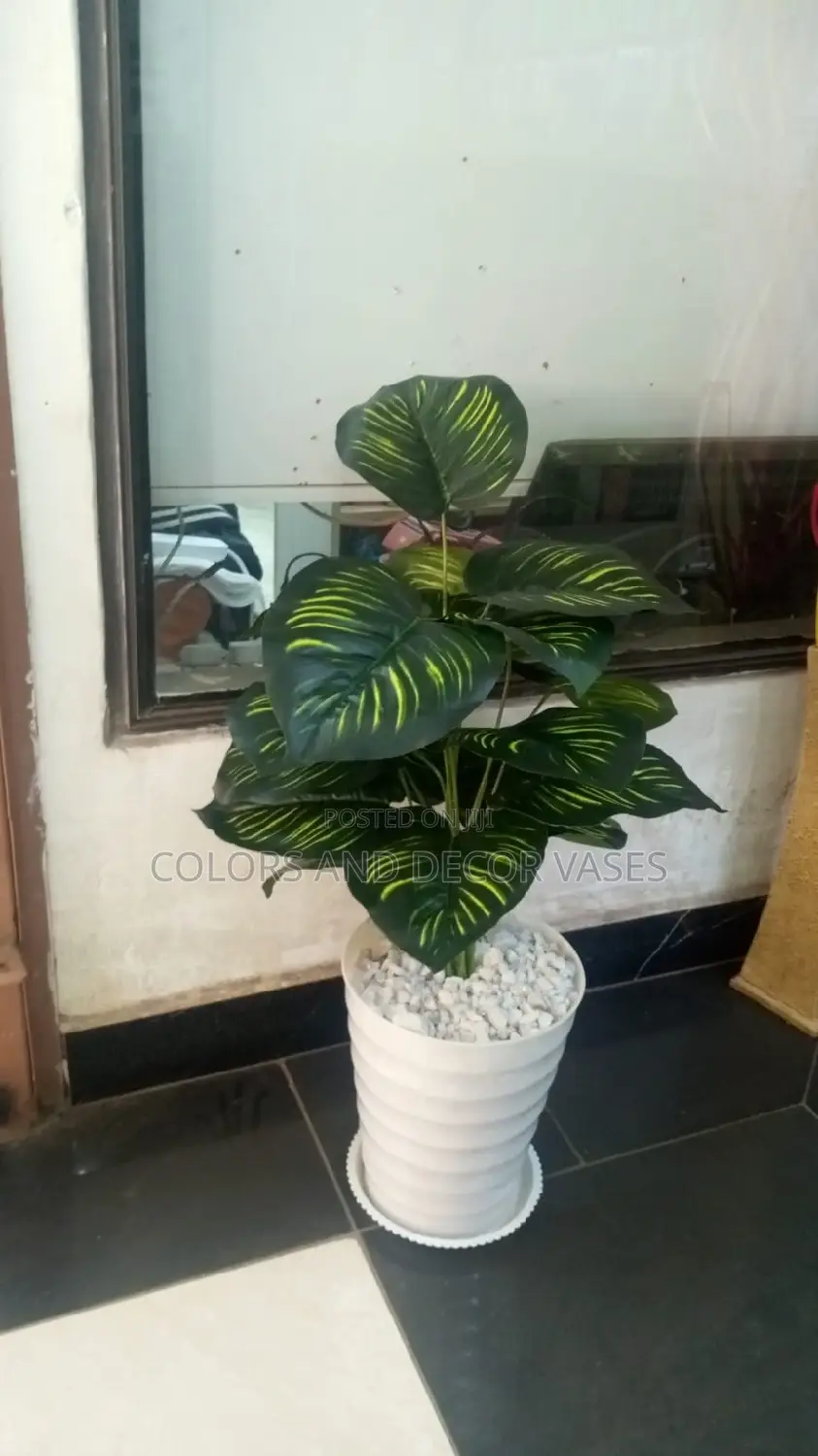 Stripped Plant With Vase and Pebble Stones on Offer