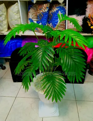 Palm 70cm KSH 1500 Plant