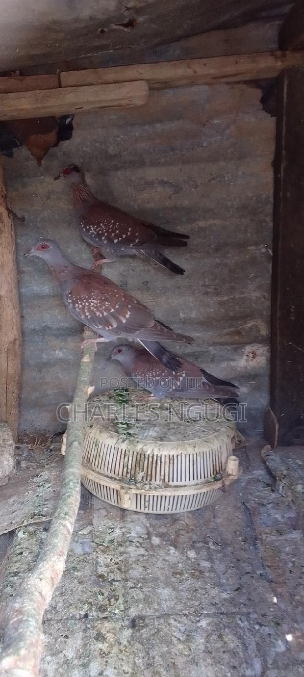 White Speckled Pigeons