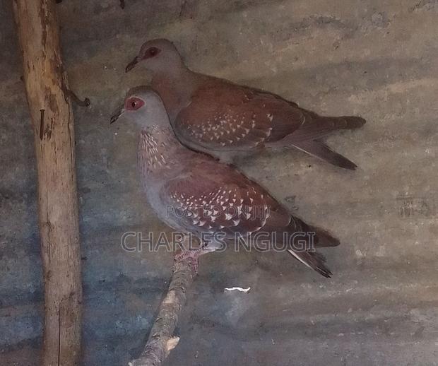 White Speckled Pigeons - thumbnail 6