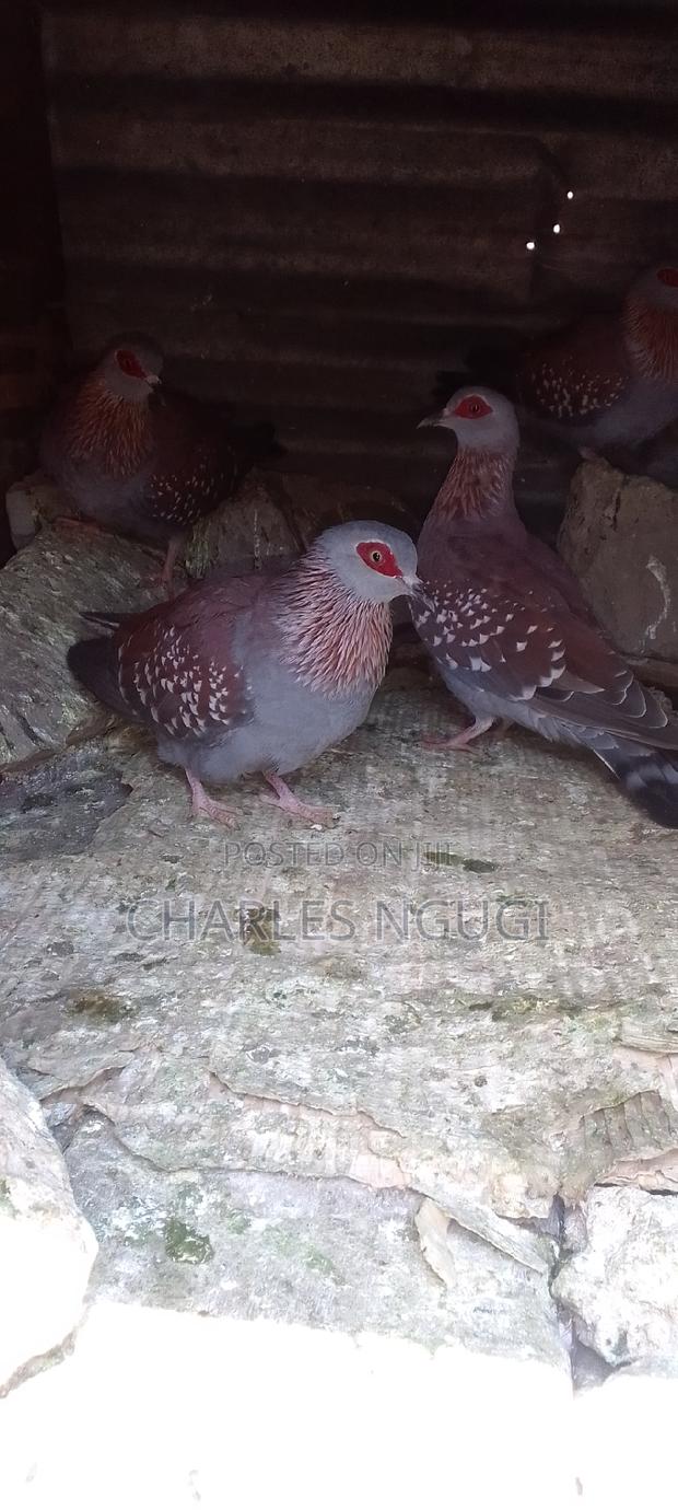 White Speckled Pigeons - thumbnail 3