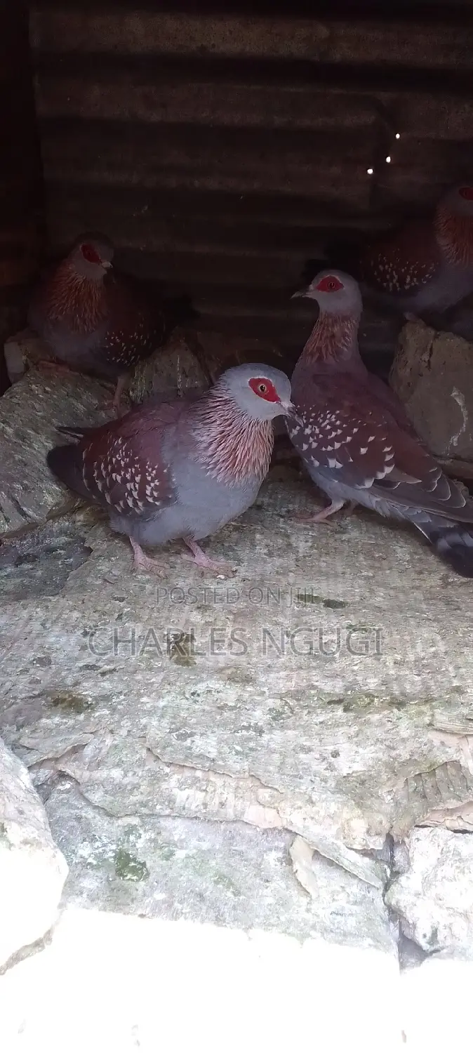 White Speckled Pigeons