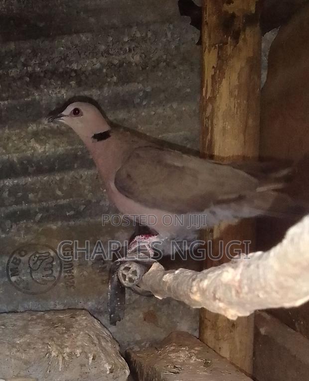 White Speckled Pigeons - thumbnail 7