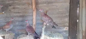 White Speckled Pigeons