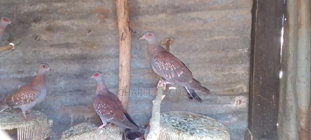 White Speckled Pigeons - thumbnail 5
