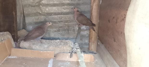 White Speckled Pigeons - thumbnail 9