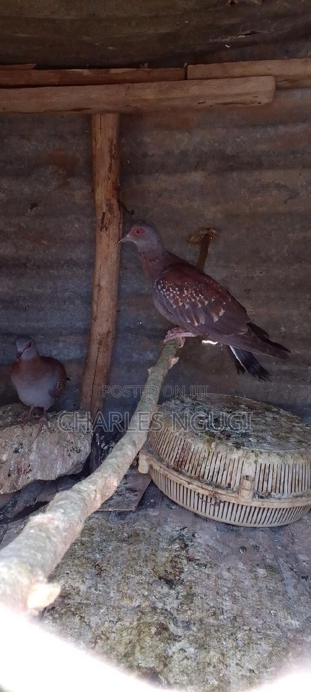 White Speckled Pigeons - thumbnail 8