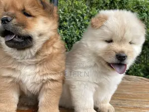 1-3 months Female Purebred Chow Chow