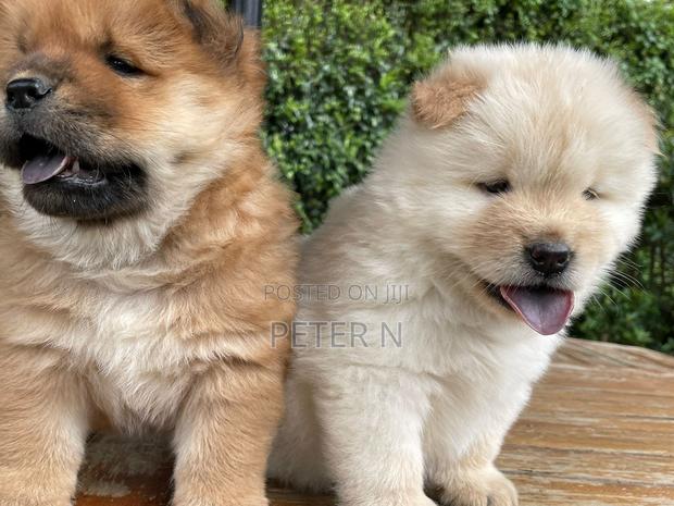 1-3 months Female Purebred Chow Chow