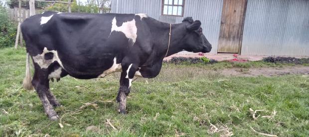 Best Frashian Dairy Cow