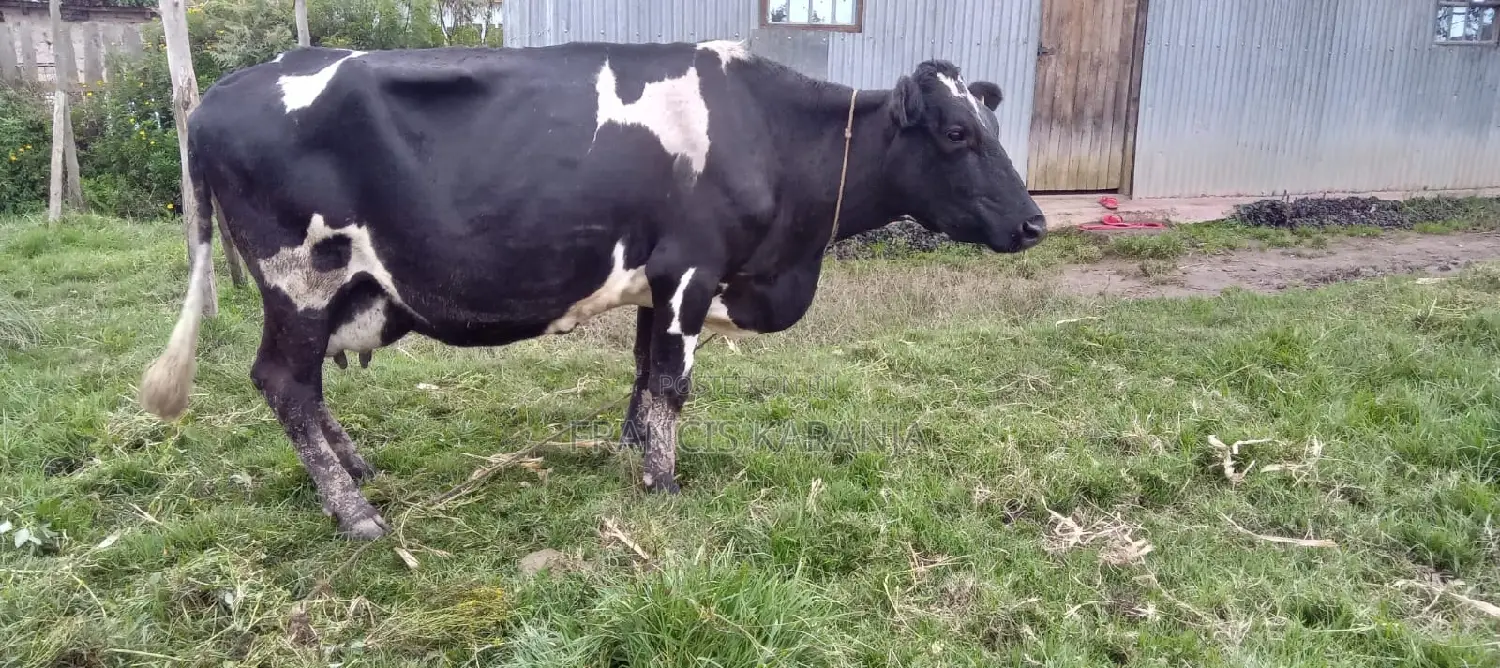 Best Frashian Dairy Cow