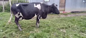 Best Frashian Dairy Cow