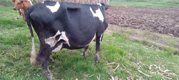 Best Frashian Dairy Cow - thumbnail 3