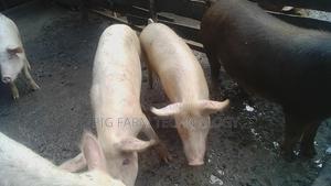 Pig Farming - main view