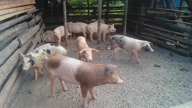 Pig Farming - thumbnail 2