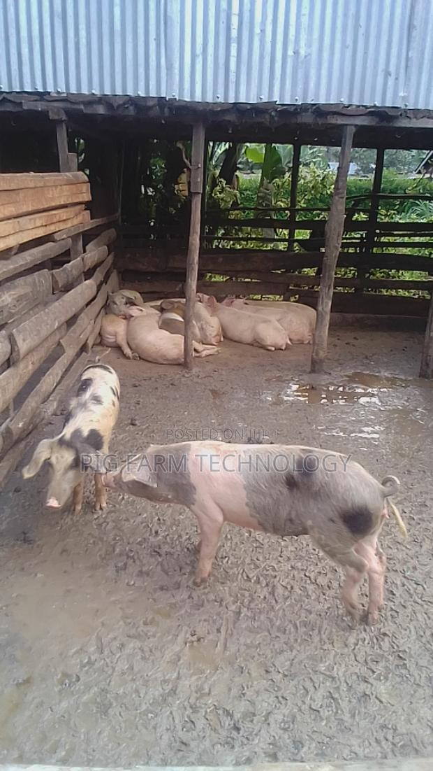 Pig Farming - thumbnail 3
