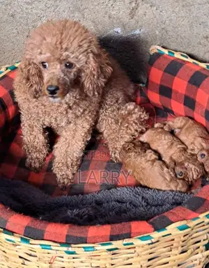 1-3 months Female Purebred Poodle