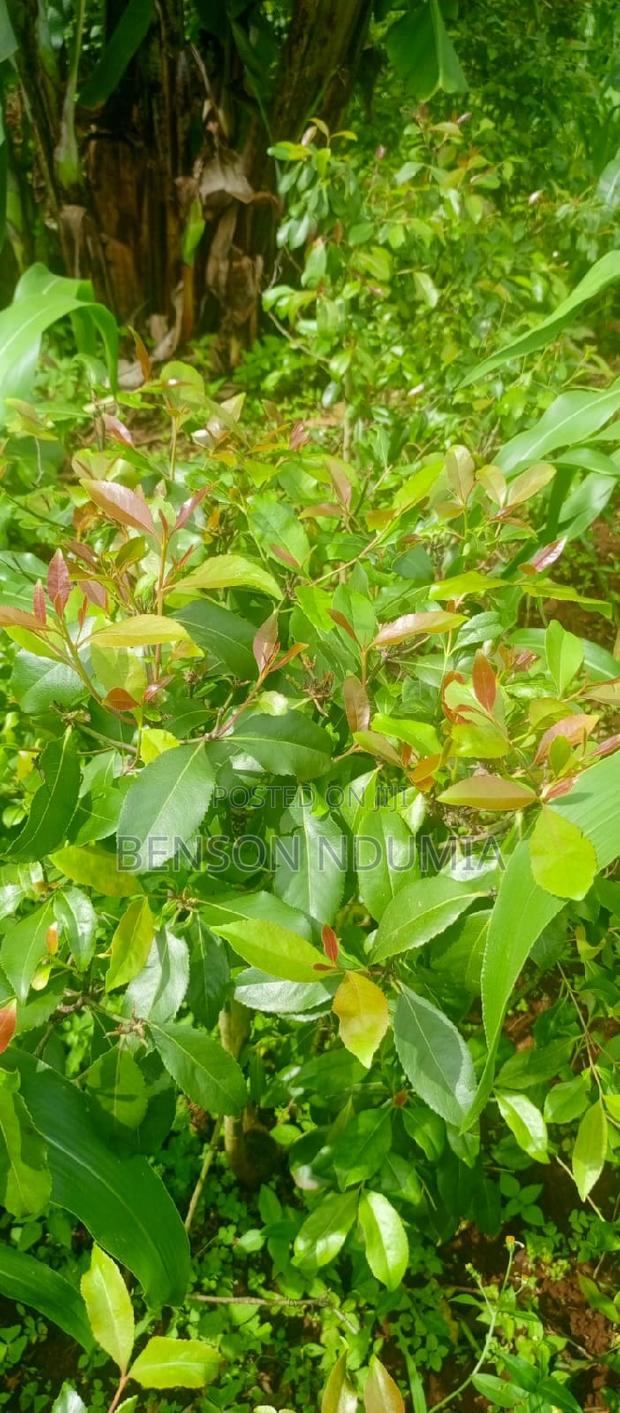 Original Muguka Seedlings for Sale. - thumbnail 5