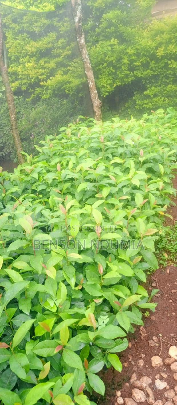 Original Muguka Seedlings for Sale. - main view