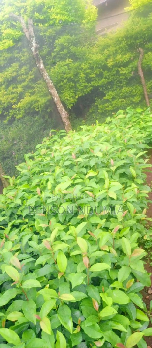 Original Muguka Seedlings for Sale. - thumbnail 6