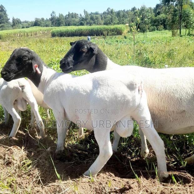 Dorper Sheep(Pure Breed).Young Ready To Be Serve - main view
