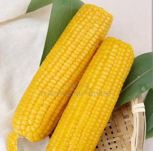 H0330y Corn Yellow Seeds - main view