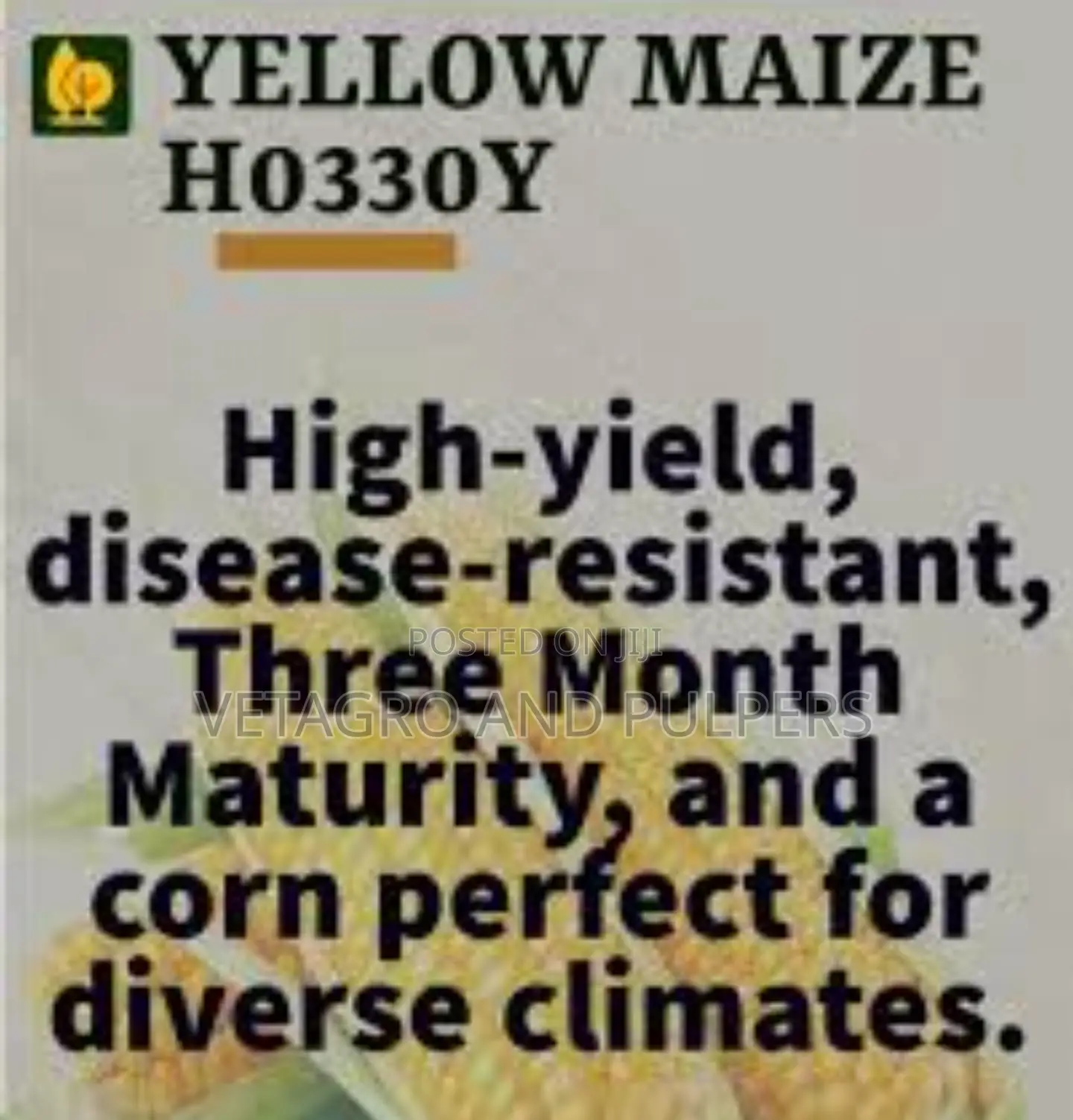 H0330y Corn Yellow Seeds