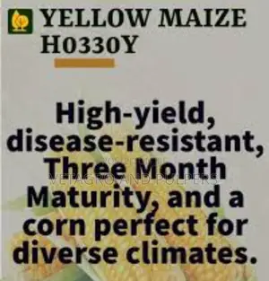 H0330y Corn Yellow Seeds