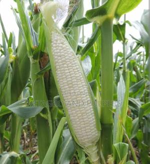 H1100W Cornwhite Seeds - main view