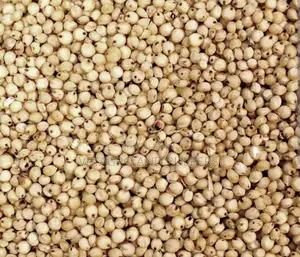 Ramses White Sorghum